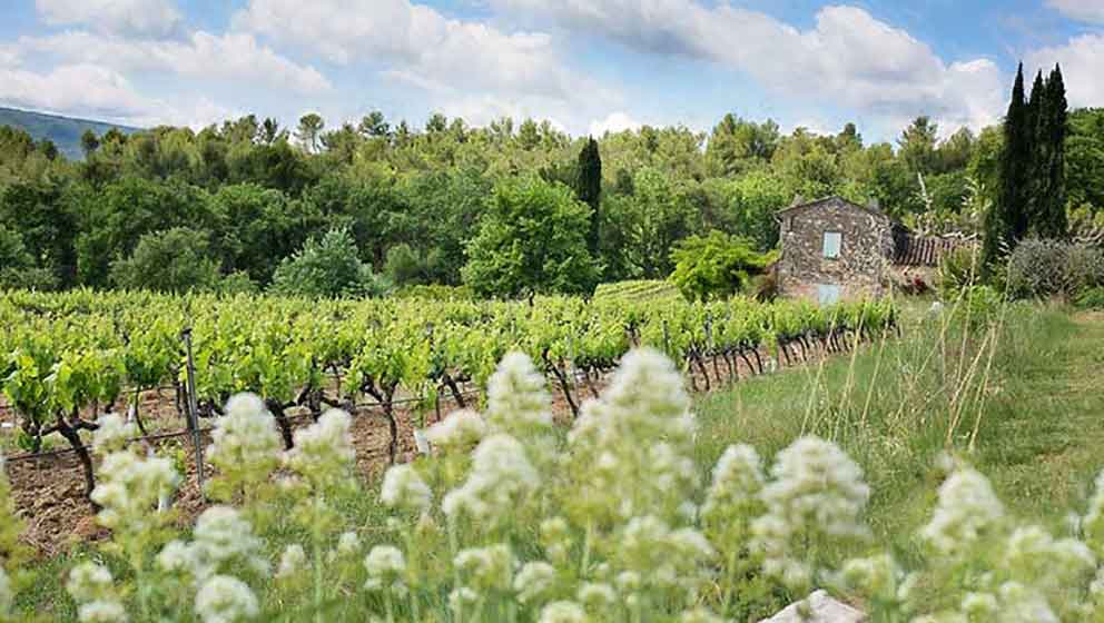 Viticulture and Enology: innovation meets tradition